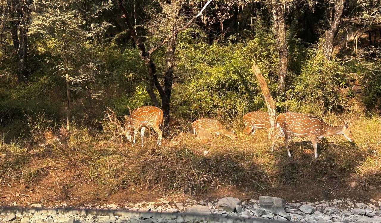 Sunsets & Safari: The Magic of Ranthambore’s Wilderness